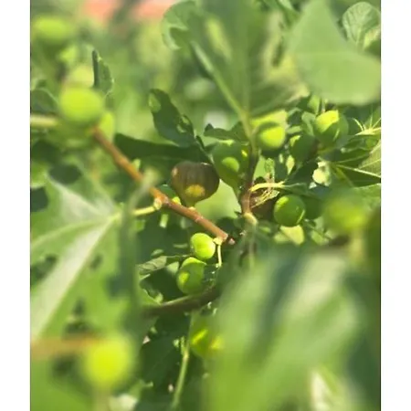 ꕤ Comfy ꕤ - Make Yourself At *