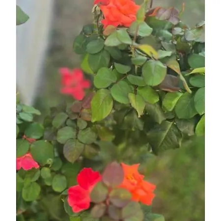 ꕤ Comfy ꕤ - Make Yourself At Belgrado