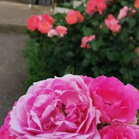 Villa ꕤ Comfy ꕤ - Make Yourself At *