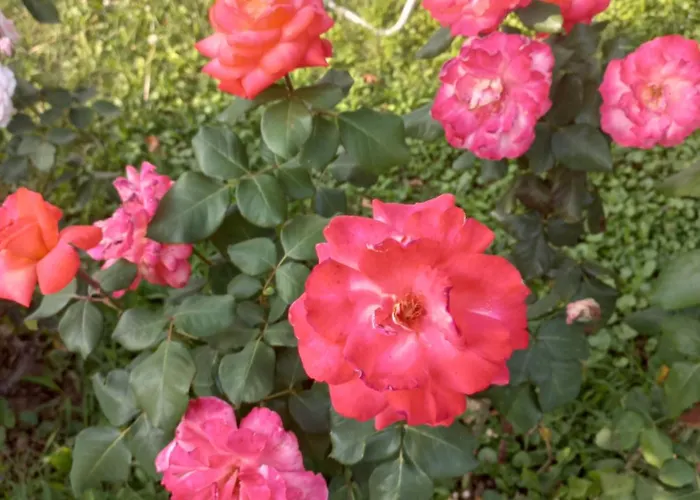 ꕤ Comfy ꕤ - Make Yourself At