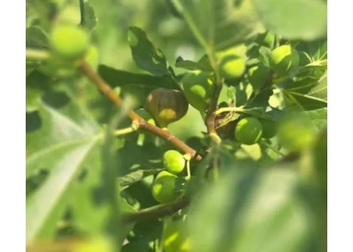 ꕤ Comfy ꕤ - Make Yourself At *