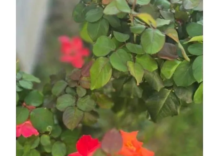 ꕤ Comfy ꕤ - Make Yourself At Belgrade