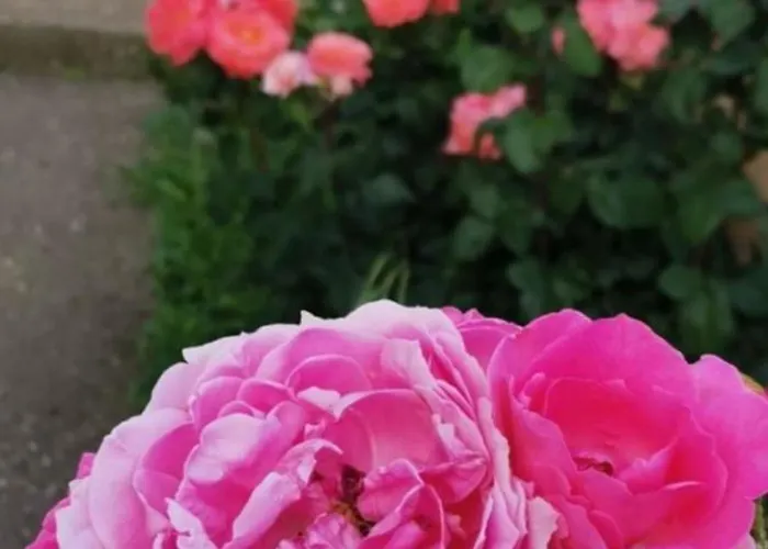 Villa ꕤ Comfy ꕤ - Make Yourself At *